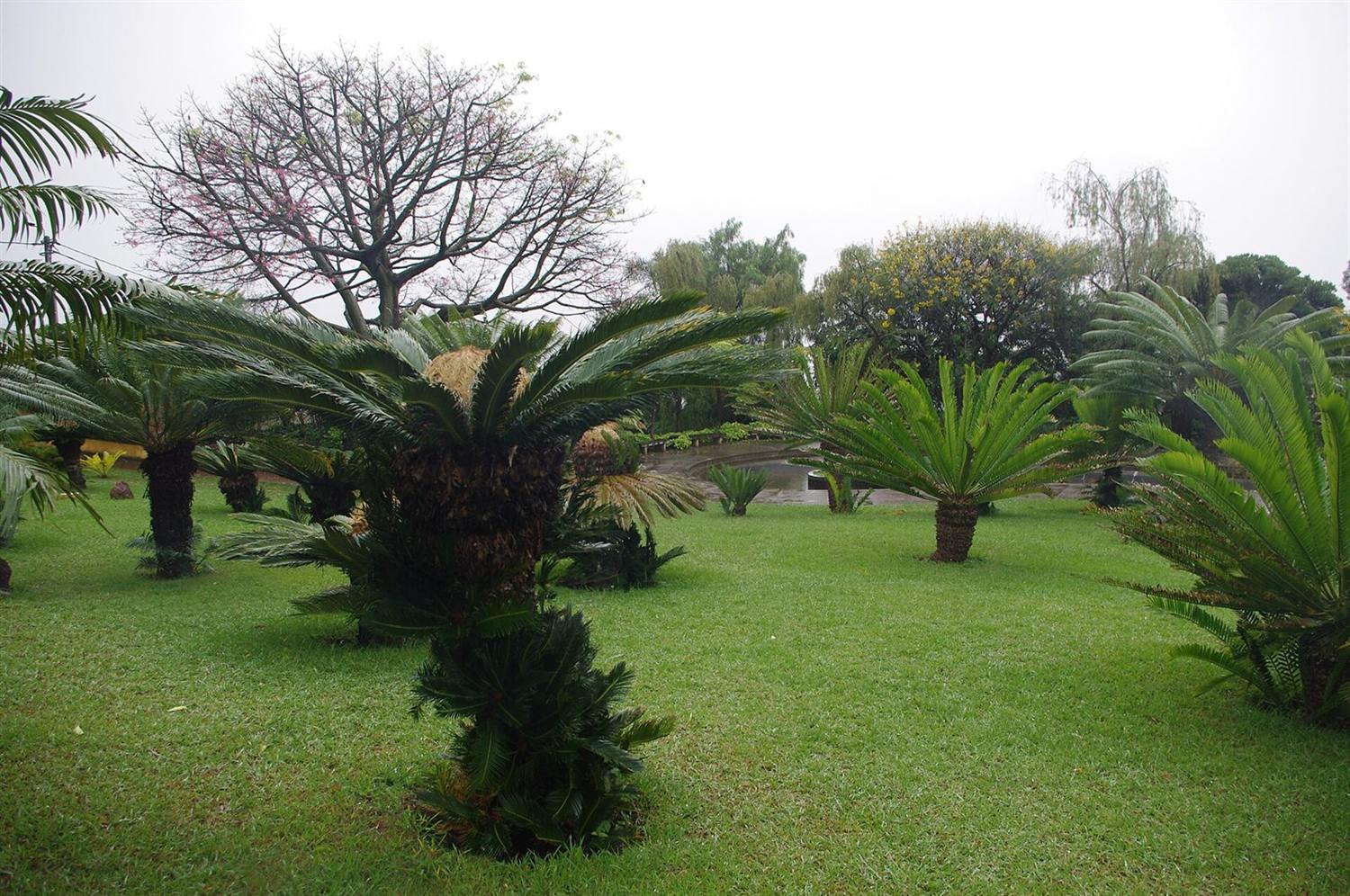 Cycads with crown-shaped fronds on a lawn among trees at Madeira Botanical Garden, Funchal
