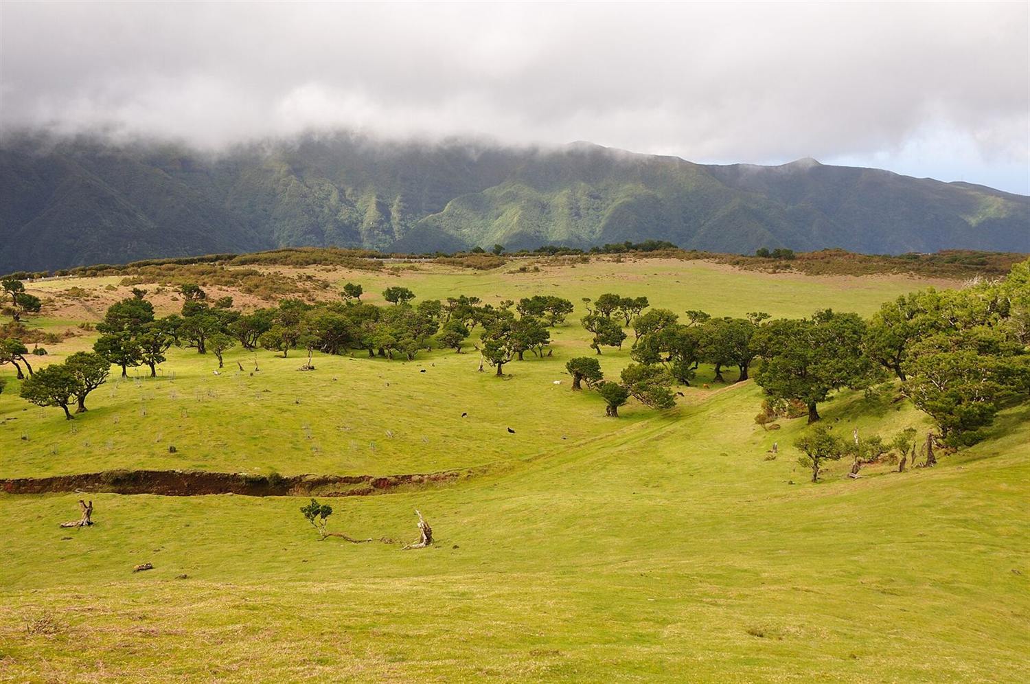 Green pasture with scattered laurel trees below cloud-covered mountains at Fanal, Madeira