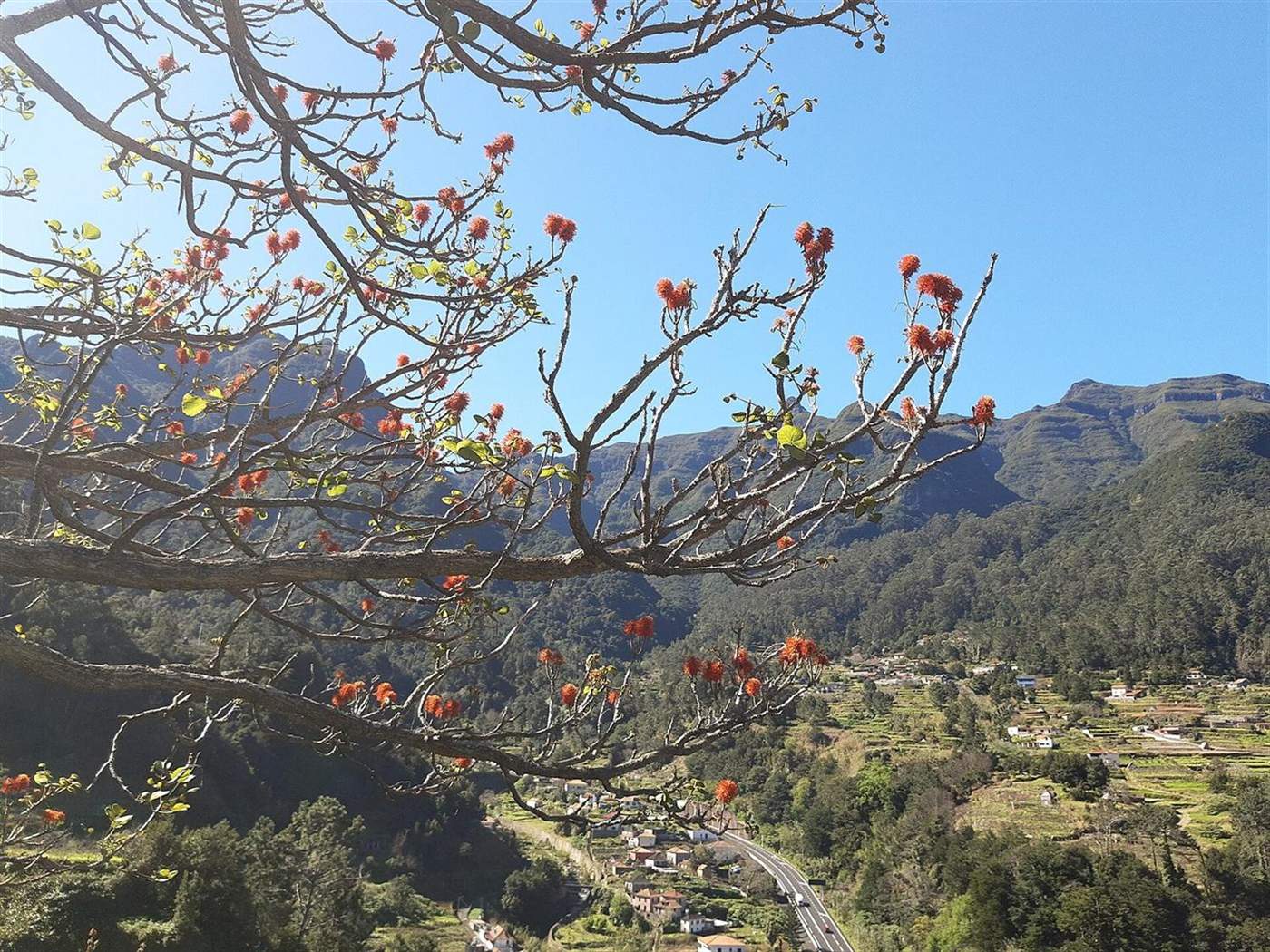 Coral tree branches frame a mountain valley and winding road near Encumeada, Madeira