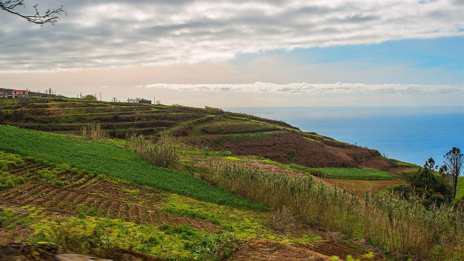 Terraced farmland on a coastal hillside in Madeira with cultivated rows sloping toward the ocean