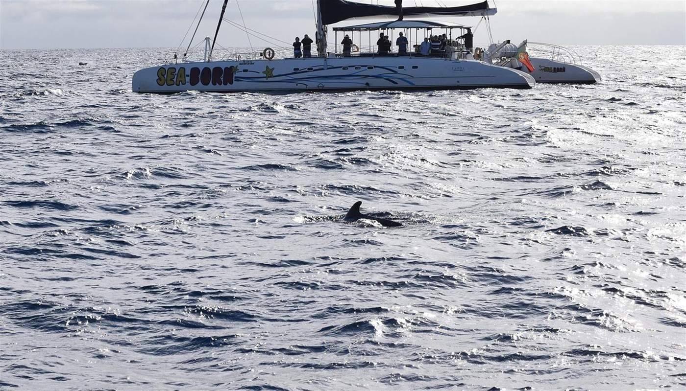 Dorsal fin of a pilot whale near the Sea-Born catamaran off Funchal, Madeira